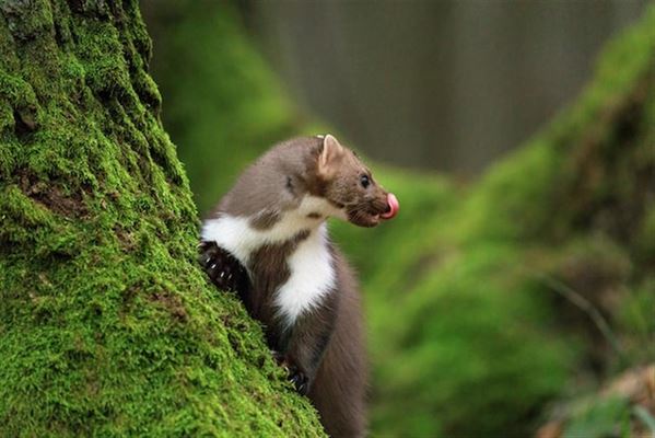 Bekæmpelse af mår på loftet: Sådan løser du problemet