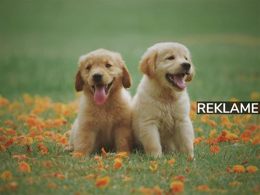 Giv din hund det rette foder