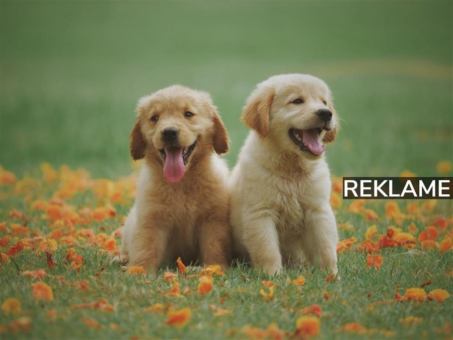 Giv din hund det rette foder