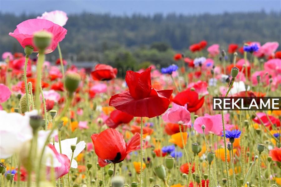 Gør blomster til din nye fritidsinteresse