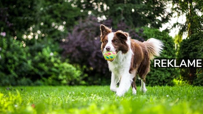 Lær, hvad der er det bedste for din hund